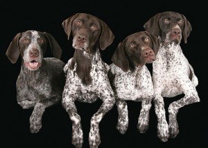 Four Dog Portrait Cody and Carl's Dog Potraits