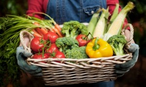 Vegetable Garden