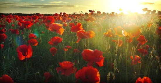 Memorial Day Weekend Red Poppy Campaign Red Poppies on Memorial Day Weekend