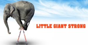 Little Giant Ladder System Folding Ladder from Little Giant