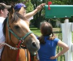 Walk On Farm Therapeutic Horse, Taco, Awarded Eqine of the Year Taco the Award Winning Horse at Walk On Farm