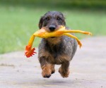 Dash for the Dogs in Barrington, Illinois