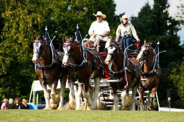 Clydesdales at Barrington Hills Polo Tournament