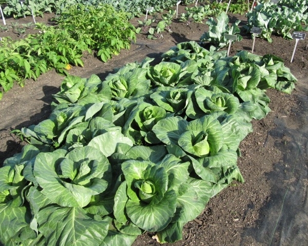 cabbage patch farm