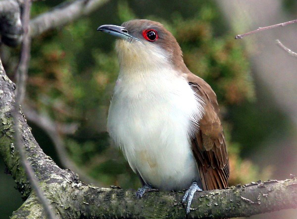 Wendy Paulson's Birds of Barrington | Black-billed Cuckoo | 365Barrington