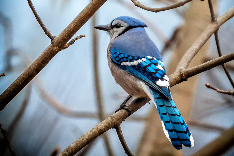 Wendy Paulson's Birds of Barrington | Blue Jay | 365Barrington