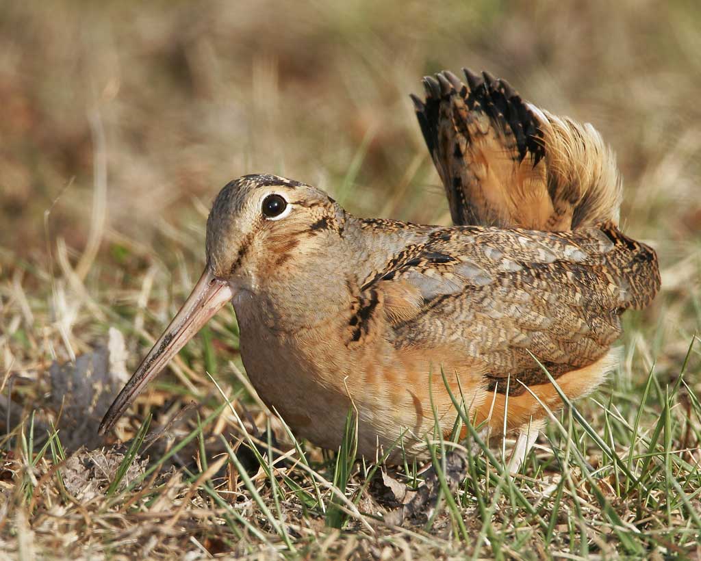 Birds of Barrington with Wendy Paulson American Woodcock 365Barrington