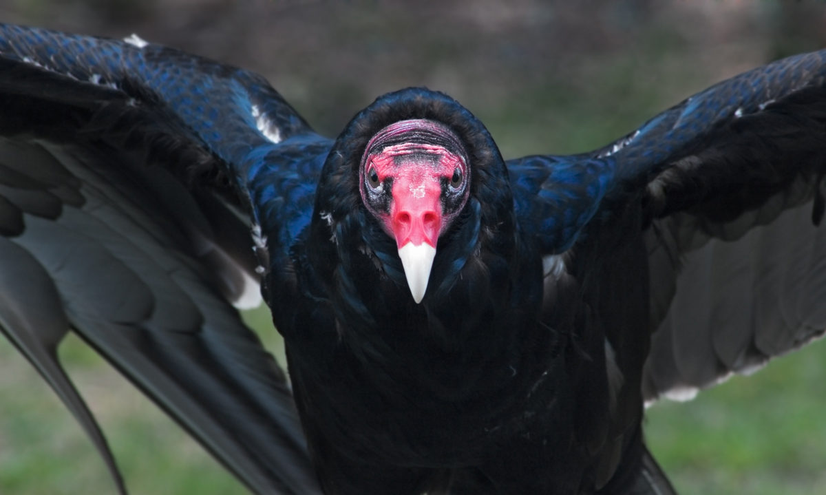 Turkey Vulture - American Bird Conservancy