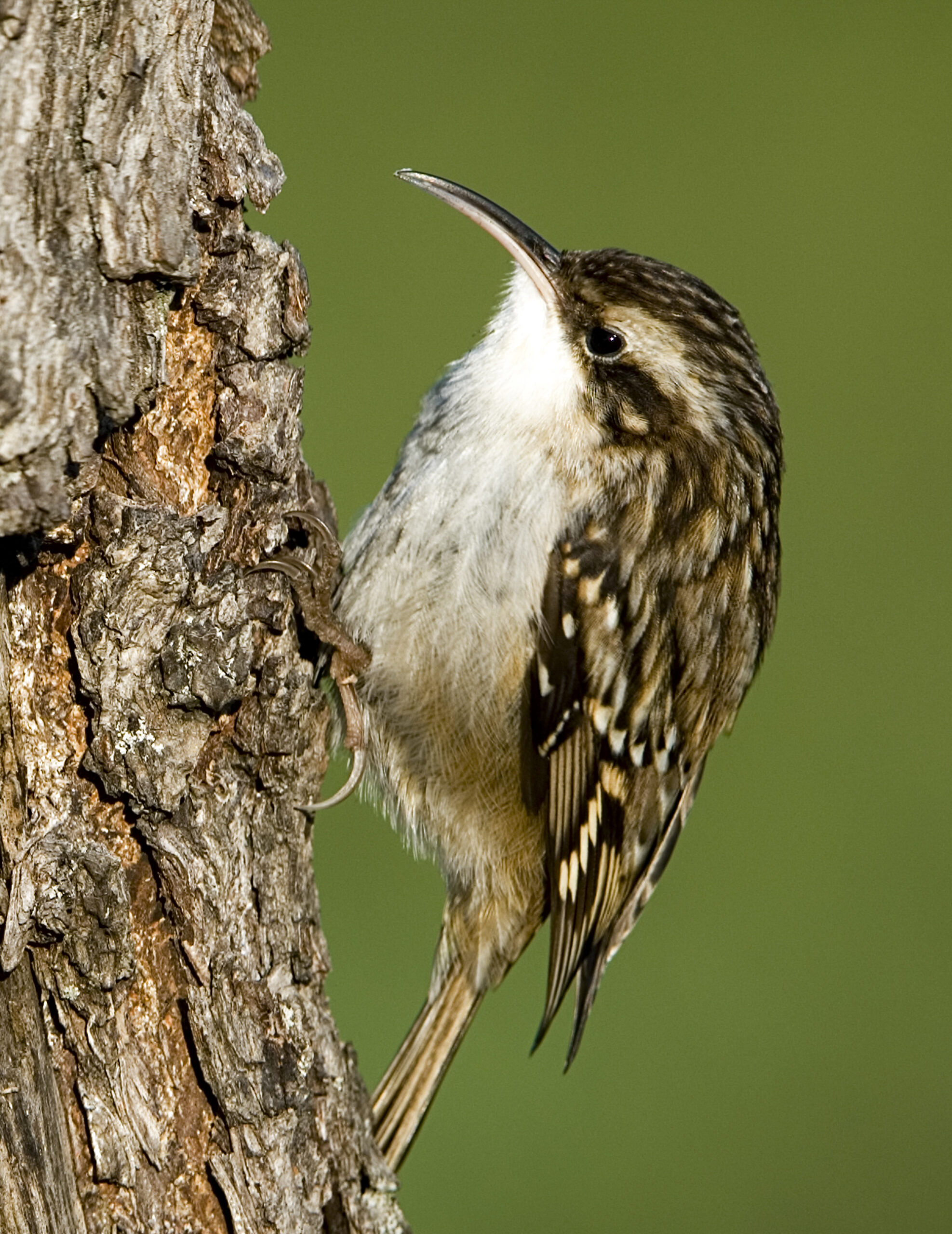 Wendy Paulson's Birds of Barrington Brown Creeper 365Barrington