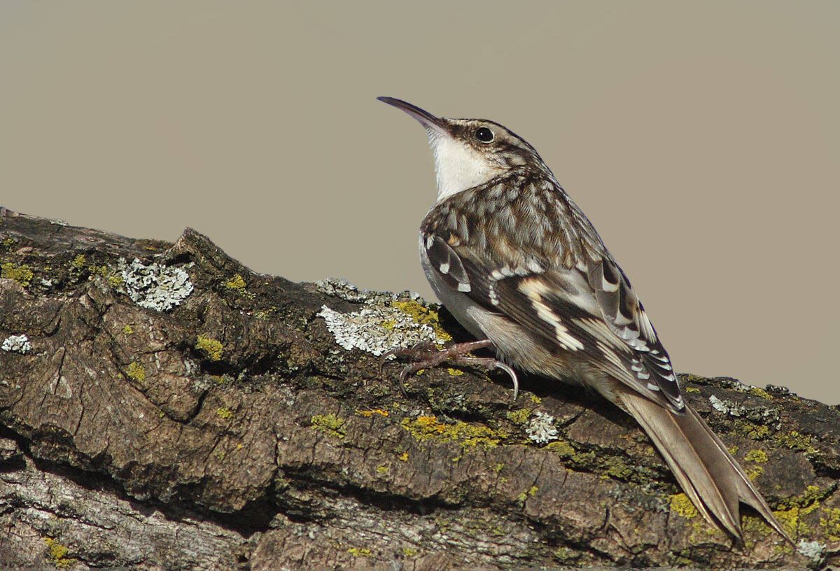 Birds-of-Barrington-Wendy-