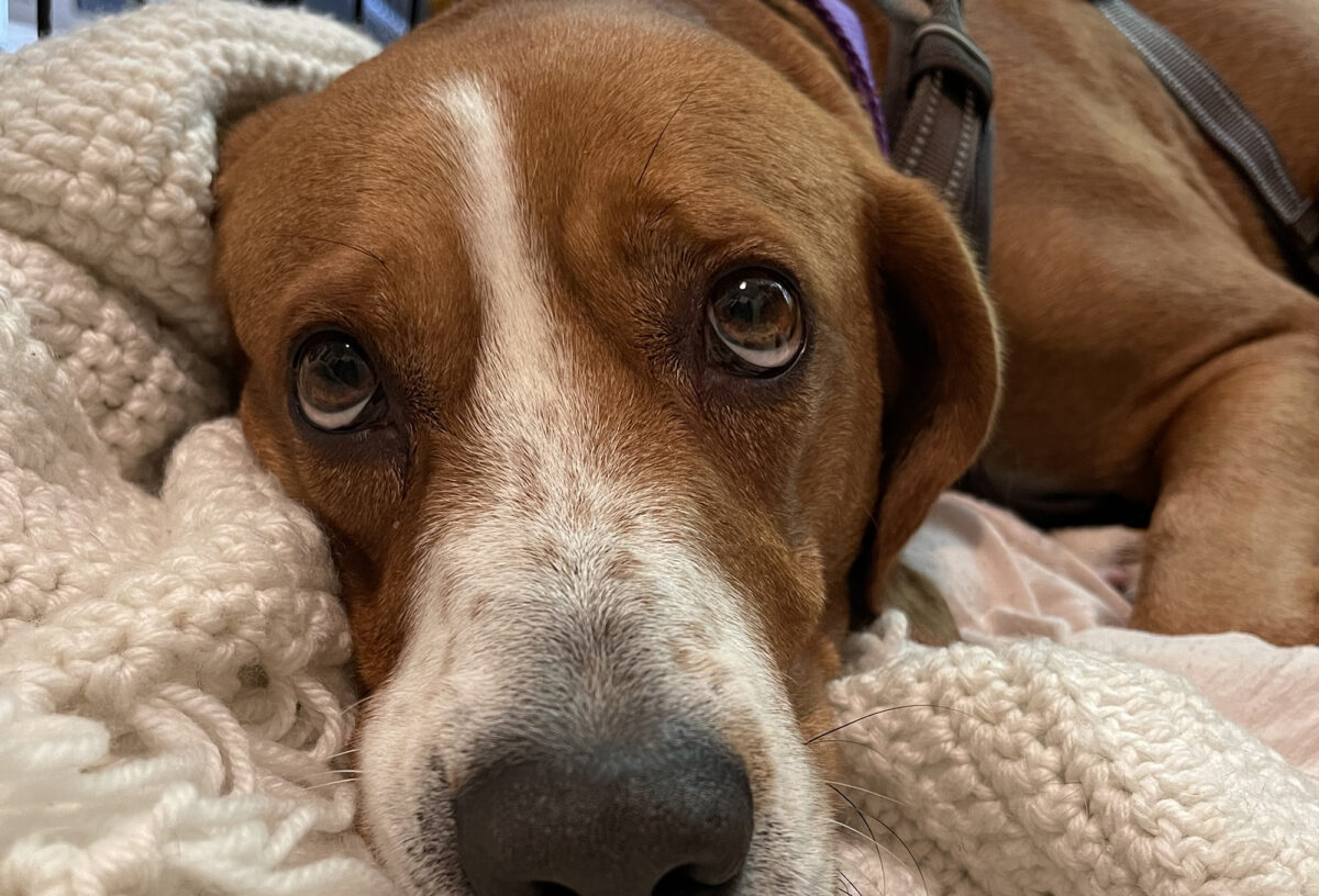 Wendy the Coonhound Arrives in IL With Hope for Humanity and a