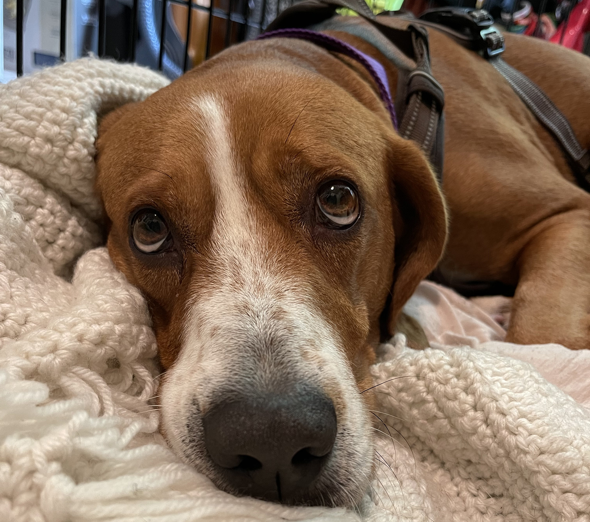 Wendy the Coonhound Arrives in IL With Hope for Humanity and a