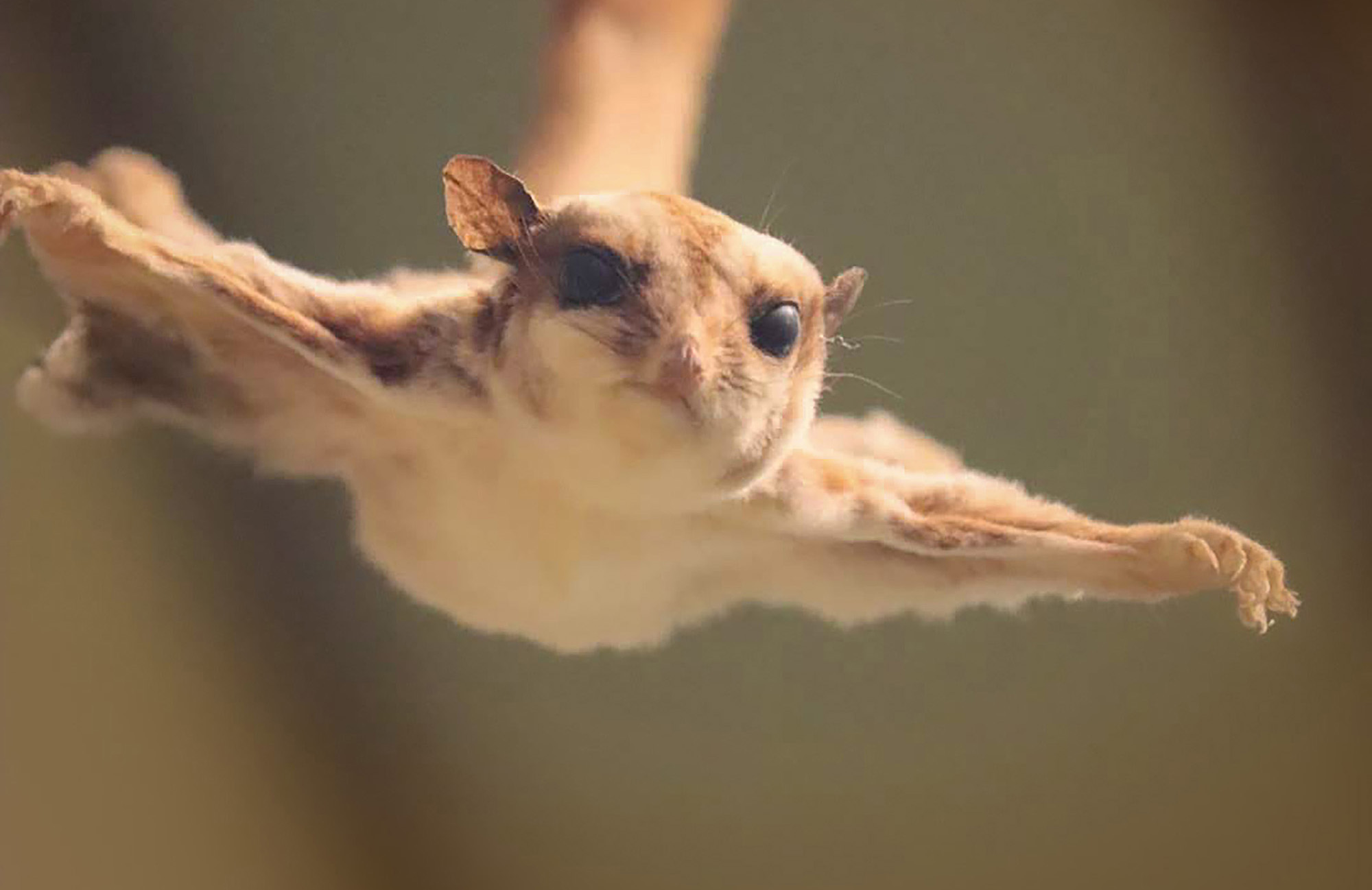 Flying Squirrel Babies Flying Squirrel Babies